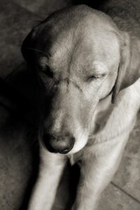 The Basics of Making Your Own Dog Food Image